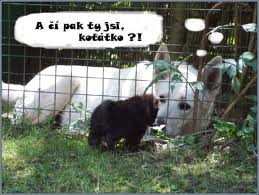 čí pak jsi