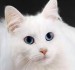 bílá krása koček